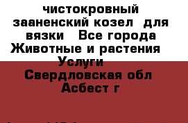 чистокровный зааненский козел  для вязки - Все города Животные и растения » Услуги   . Свердловская обл.,Асбест г.